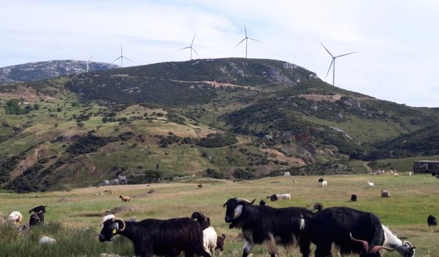 Karaburun’da bilirkişi hamlesi: Bakanlık ve şirket değişmesini istiyor!