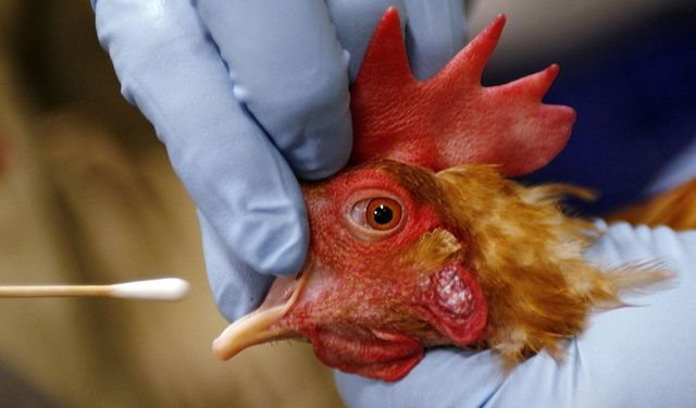 Muğla'da kuş gribi alarmı: İlk vaka görüldü