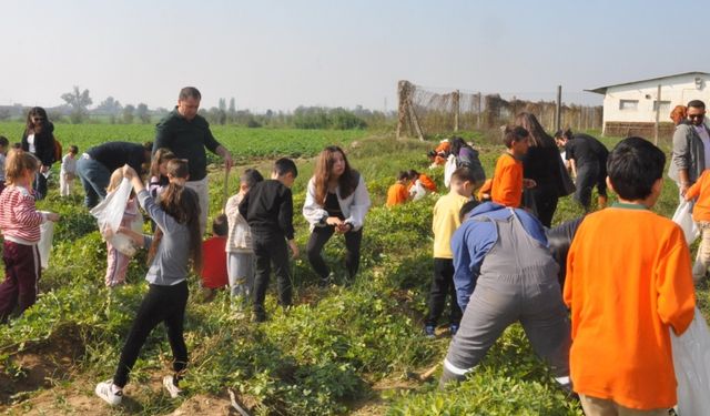 Ödemiş’te öğrencilerle yer fıstığı hasadı heyecanı