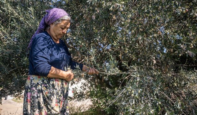 Bornova’da örnek uygulama: Zeytin ve zeytinyağı ücretsiz taşınıyor
