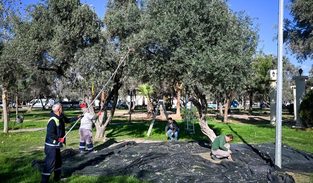 Bornova’da hasat zamanı: İhtiyaç sahiplerine ulaştırılacak