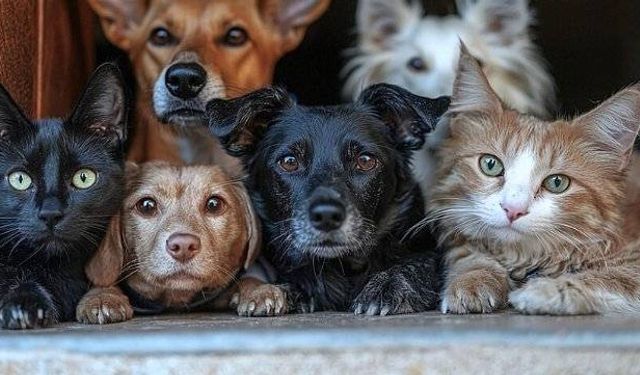 Buca'da sahiplendirme kampanyası meyvelerini veriyor: Yüzlerce can dost sıcak yuvaya kavuştu