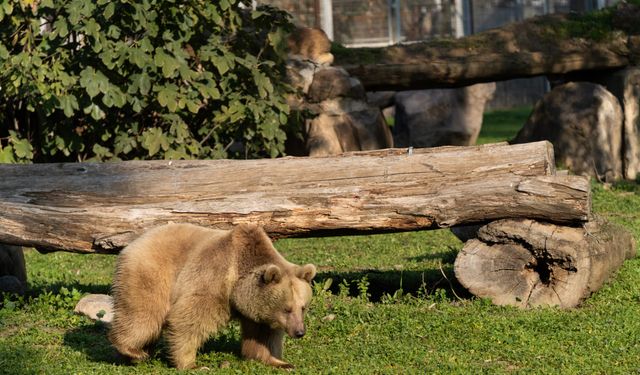 Doğal Yaşam Parkı’nın yeni konukları: Jüliet ve Yumuk da artık İzmirli!
