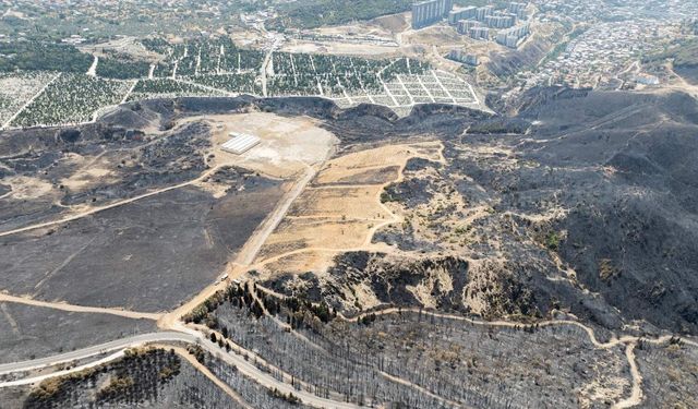 CHP’li Rızvanoğlu Bayraklı üzerinden uyardı: Bir orman, bir gecede orman vasfını kaybeder mi?