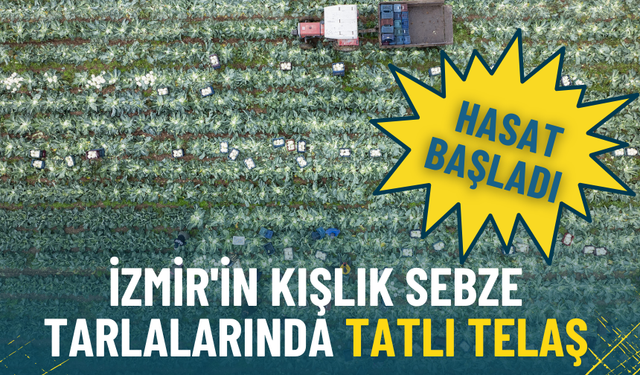 İzmir’in tarlalarında yoğun mesai: Kışlık sebze hasadı başladı, verim bu yıl yüksek