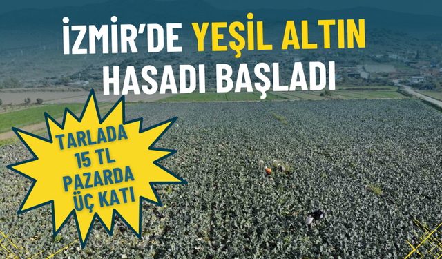İzmir’in verimli tarım arazilerinde yeşil altın hasadı başladı: Tarlada 15 TL, pazarda üç katı