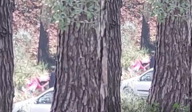 İzmir’de ormanda kadına şiddet: Şüpheli kısa sürede yakalandı