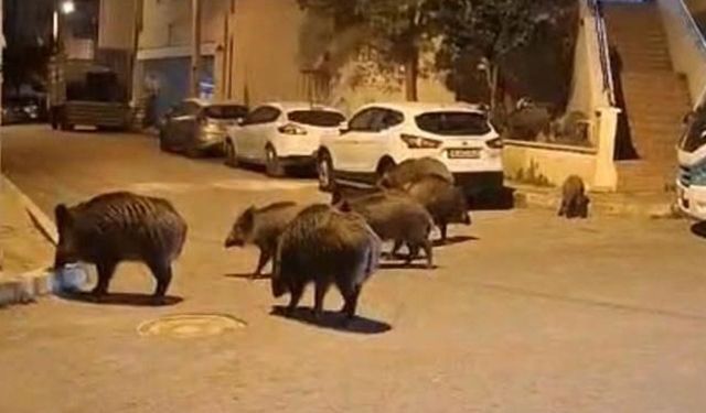 İzmir, sokaklarında domuz sürüleri ile doğal yaşam parkına döndü
