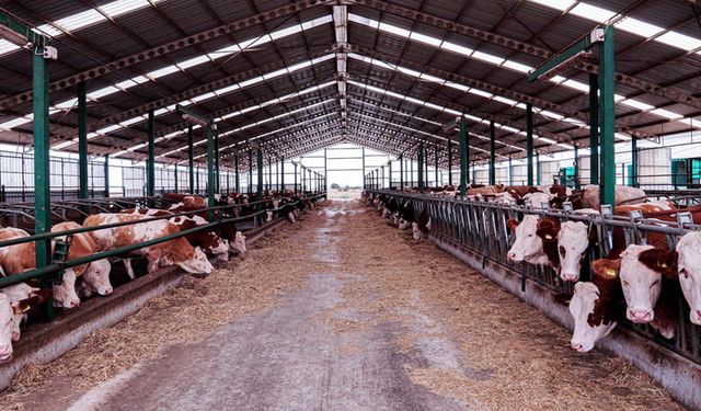 İzmir’de şap alarmı: Urla’da bölgesel karantina başlatıldı