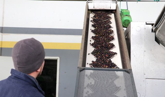 İzmir’den zeytin ve zeytinyağı ihracatına devlet destekli hamle