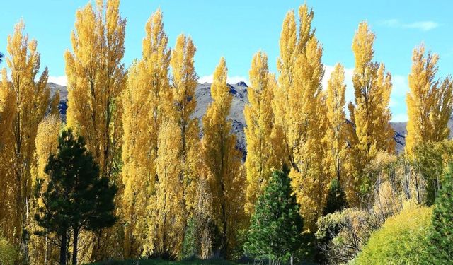 İzmir’in Kavakları Türküsünün bilinmeyen hikayesi: Kavakların yerinde şimdi taş sokaklar var