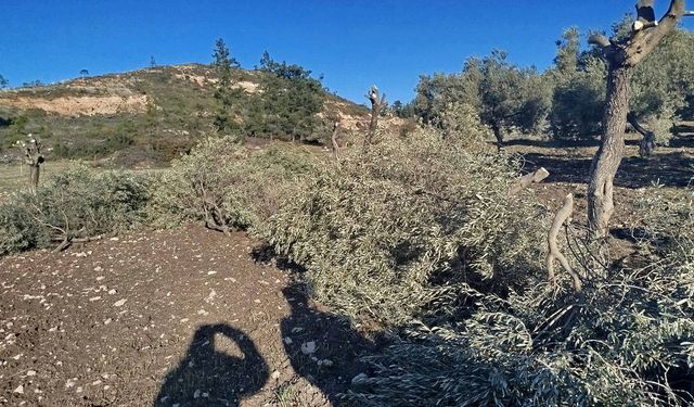 Tapulu arazideki zeytinlikleri söktüler: Yanlışlık olmuş!