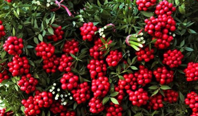 Herkes satın alıyor ama kimse bilmiyor: İşte kokinanın hikayesi