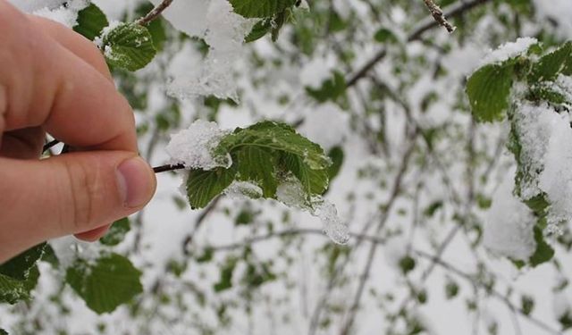 Meteoroloji'den 2 gün sürecek zirai don uyarısı: Üreticiler uyarıldı!