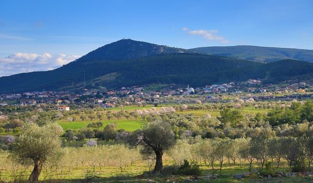 Ne Çeşme ne Seferihisar: İzmir’de zeytinle çevrili bir köy var