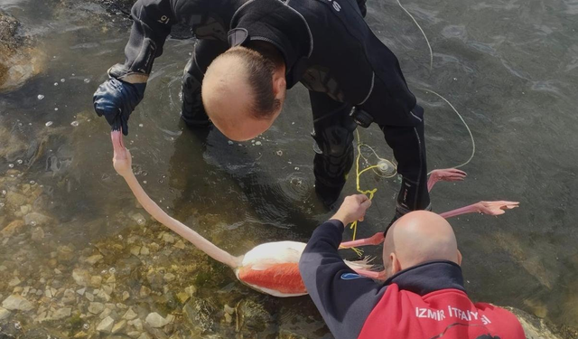 İnciraltı'nda umut dolu anlar: Flamingo kurtarma operasyonu