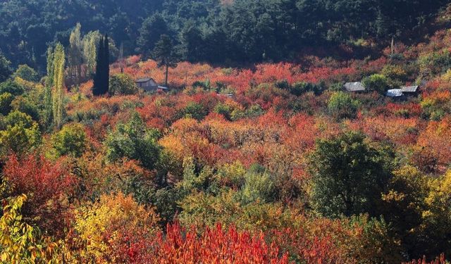 İzmir’in küçük Gümüşhane’si: Ormanın içinde tam bir oksijen deposu