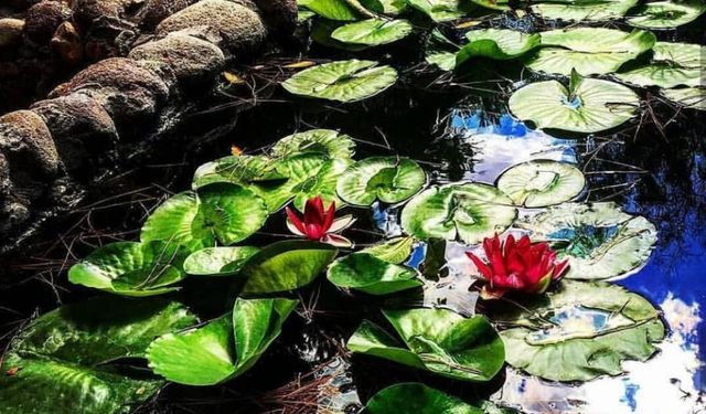 Türkiye’de tek: İzmir’in bu doğa cenneti görenleri büyülüyor