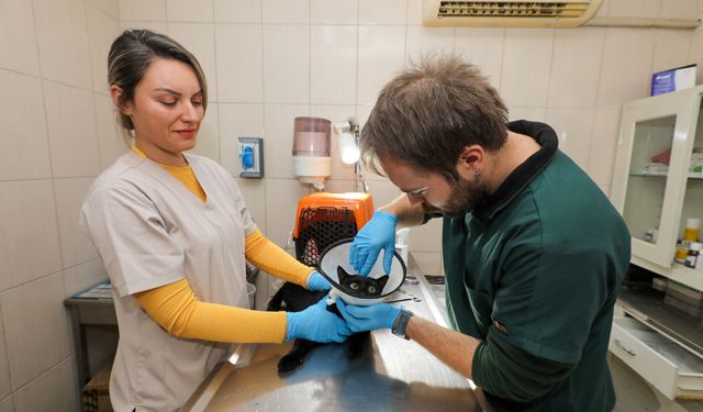 Gaziemir Belediyesi'nden can dostlara şefkat eli: Binlerce hayvana sağlık ve umut