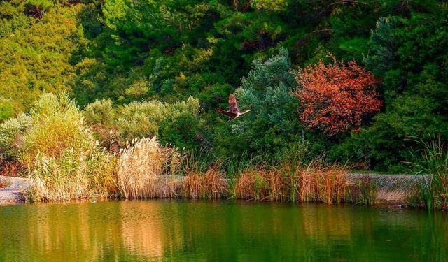 Homeros Vadisi nerede ve nasıl gidilir? Hafta sonu için İzmir'in en iyi doğa rotası