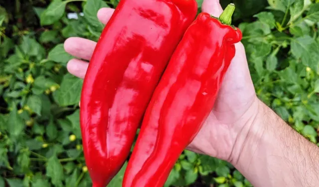 Biber severler dikkat: Yasaklı madde tespit edildi