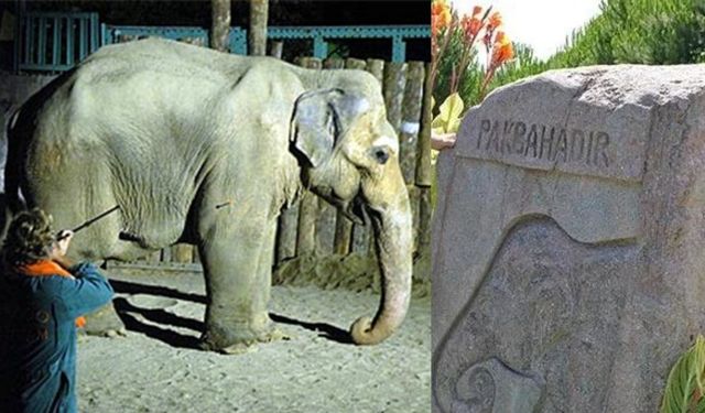 İzmir’in sembolü olmuştu: Fil Pak Bahadır’ın yürek burkan hikayesi