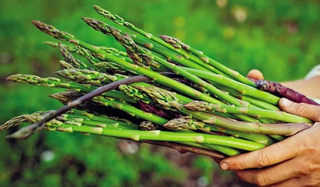 İzmir’de kuşkonmaz hasadı için geri sayım başladı: Bu eşsiz tarif damak çatlatacak