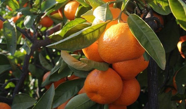 Maliyetler arttı, mandalina dalında kaldı: Tüketiciye üç katı!