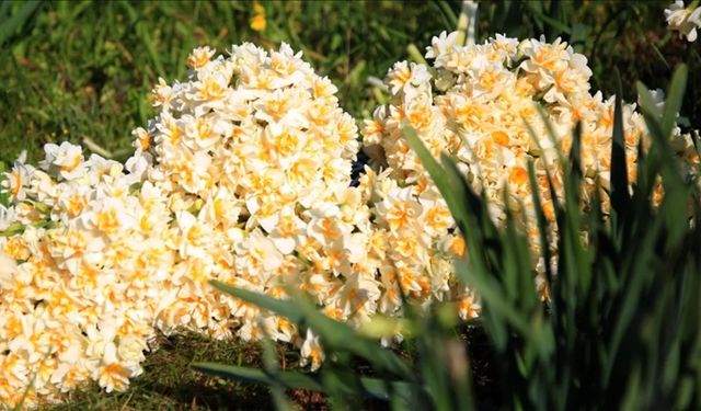İzmir’in nergis cennetine imar darbesi: Üretim azaldı, festival ilk günde biter