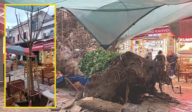 Kemeraltı'nda devrilen çınar gündemde: Dut, tarihi dokuya uygun değil