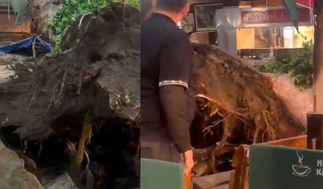 Kemeraltı’nda korkutan olay: Hisar Cami önündeki ağaç devrildi