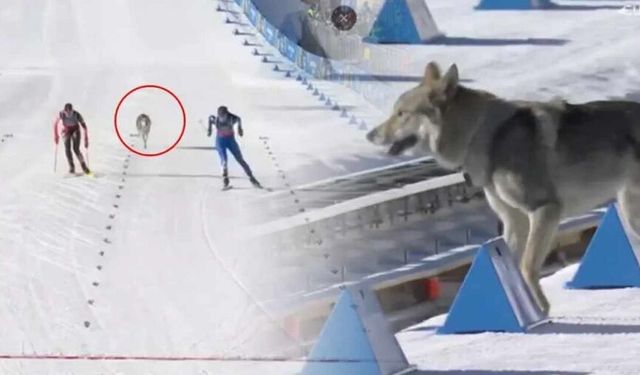 Kış Olimpiyatları’nda beklenmedik misafir: Piste kurt girdi!