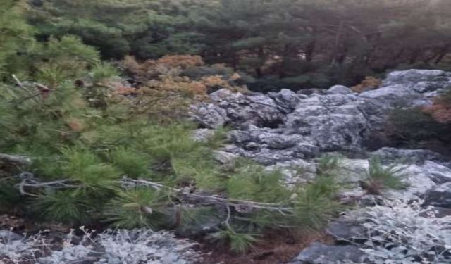 Proje 3 kez iptal edilmişti: İzmir’de ormanın kalbine taş ocağı ısrarı!