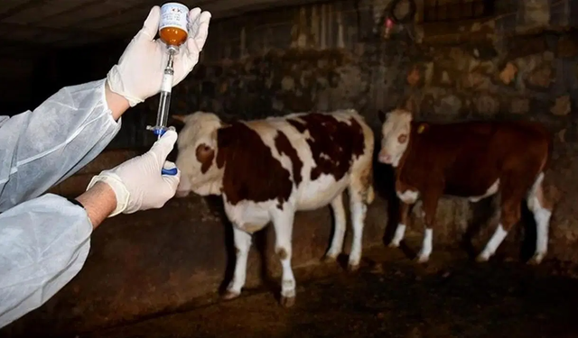 Muğla'da şap karantinası: 11 mahallede aşı ve dezenfeksiyon çalışması sürüyor