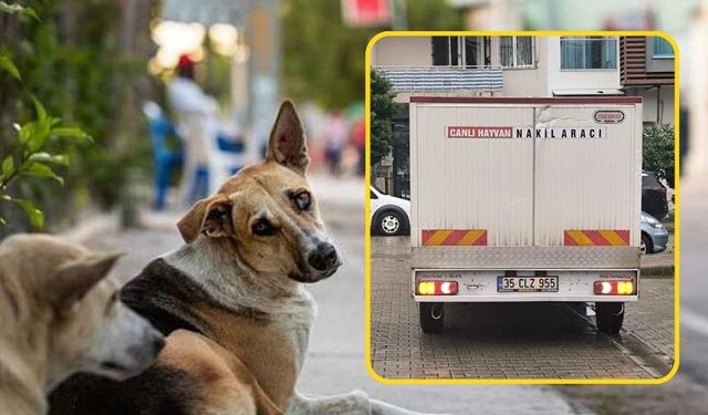 Karşıyaka’da sokak hayvanları toplatılıyor: Belediye tedavi dedi, mahalleli itiraz etti