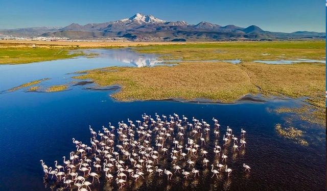 İzmir Yaşam Alanları'ndan sulak alanlar açıklaması: Kutlama değil, alarm günüdür!
