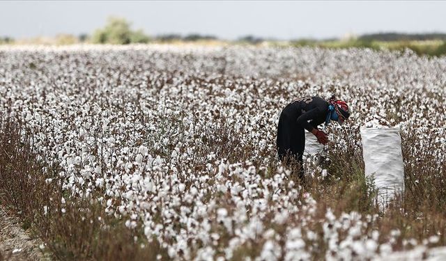 CHP'li Tevfik Türk uyardı: İzmir, Küçük Menderes Havzası'nda tarımsal kırılma