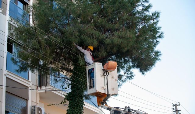 Karşıyaka'da ağaçlar bahara hazırlanıyor
