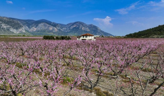 İzmir çiçeklendi: Pembe çiçek açan şeftali ağaçları renk kattı