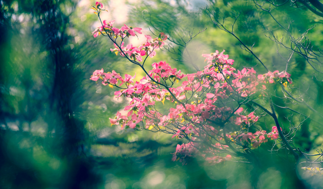 Son cemre toprağa düştü: Doğa takviminde bundan sonra neler var?