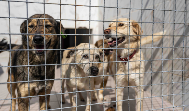 Bornova’da can dostlara destek: Kedi ve köpekler için takviye edici gıda yapıldı