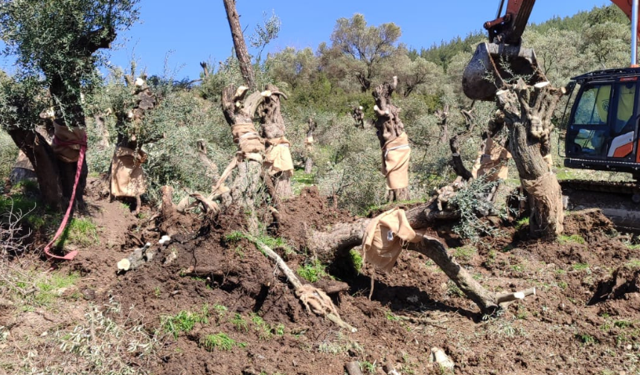 Milas’ta YK Enerji tekrar zeytinlikleri söküyor: 2 kişi gözaltına alındı!