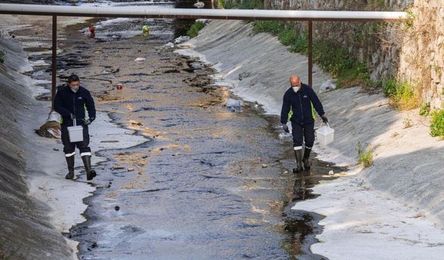 Sivrisinekle karıştırılıyor ama… İzmir’deki o tür için uzmanından açıklama geldi
