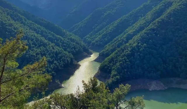 İzmir'in kalbinde orman banyosu: Terapi Ormanı'na nasıl gidilir?