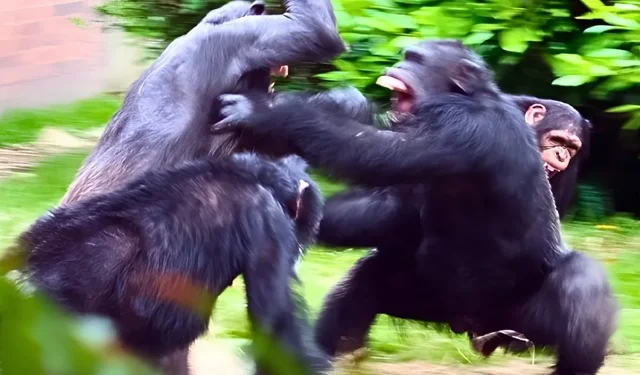 Uganda'daki şempanze kabilesinde 'iç savaş' çıktı!