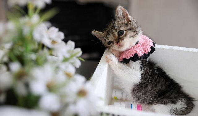 Ağır yaralanmıştı: Buca Belediyesi'nden ‘Zero’ için seferberlik