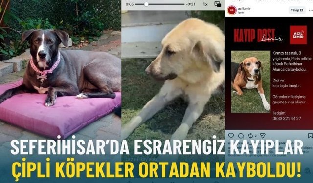 Seferihisar’da esrarengiz kayıplar: Çipli köpekler ortadan kayboldu!