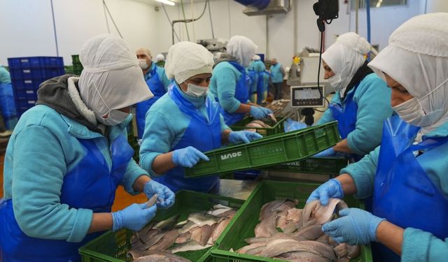 Ege’den dünya pazarına: Su ürünleri ihracatı yılın ilk çeyreğinde yaklaşık 553 milyon dolar oldu