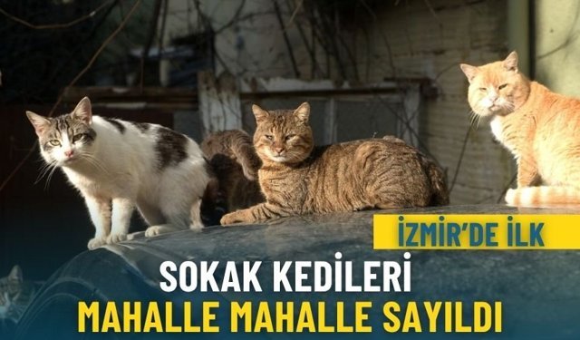 İzmir’de ilk: Sokak kedileri mahalle mahalle sayıldı