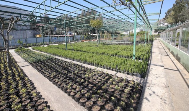 Karşıyaka Belediyesi’nden yeşil hamle: Artık çiçekler belediyenin kendi serasından